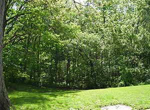 view of backyard